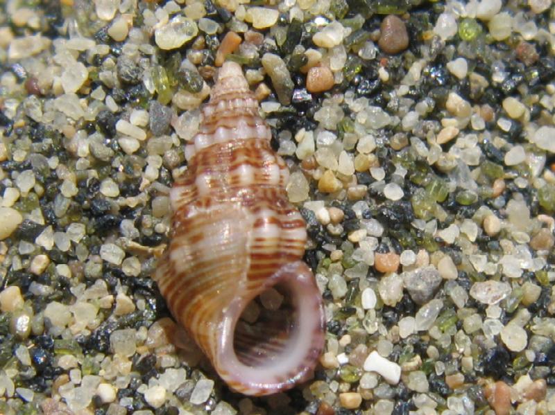 Rissoa variabilis